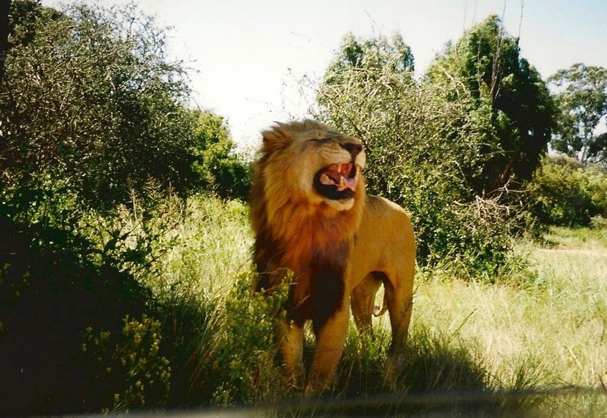 Lion